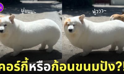 ภาพน้องหมาคอร์กี้ Meringue