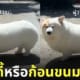 ภาพน้องหมาคอร์กี้ Meringue