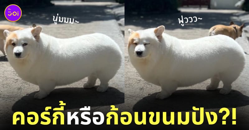 ภาพน้องหมาคอร์กี้ Meringue