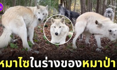 คลิปหมาป่านิสัยเหมือนหมาไซ tiktok
