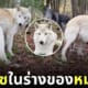 คลิปหมาป่านิสัยเหมือนหมาไซ tiktok