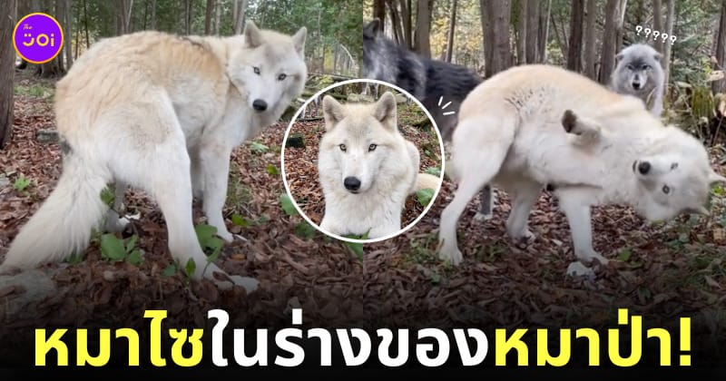 คลิปหมาป่านิสัยเหมือนหมาไซ tiktok