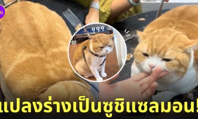 คลิปน้องแมวตัดขนทรงเต่าเหมือนซูชิแซลมอน TikTok