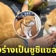 คลิปน้องแมวตัดขนทรงเต่าเหมือนซูชิแซลมอน TikTok