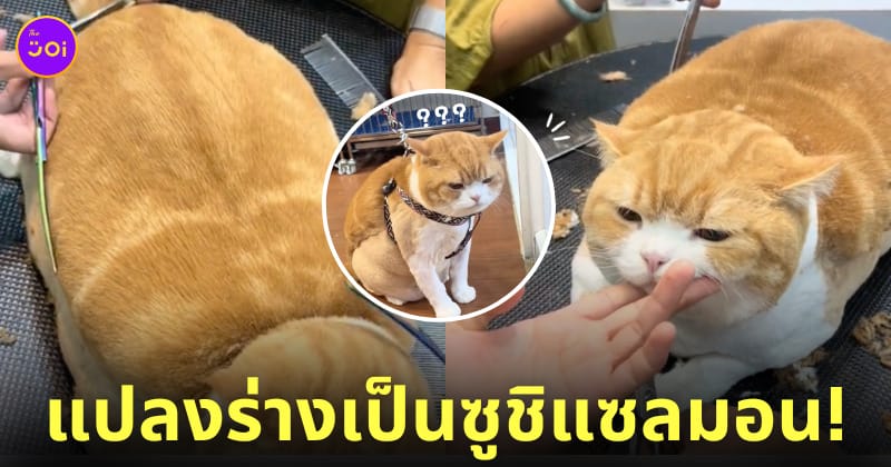 คลิปน้องแมวตัดขนทรงเต่าเหมือนซูชิแซลมอน TikTok