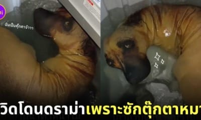 คลิปซักตุ๊กตาหมา TikTok