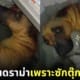 คลิปซักตุ๊กตาหมา TikTok