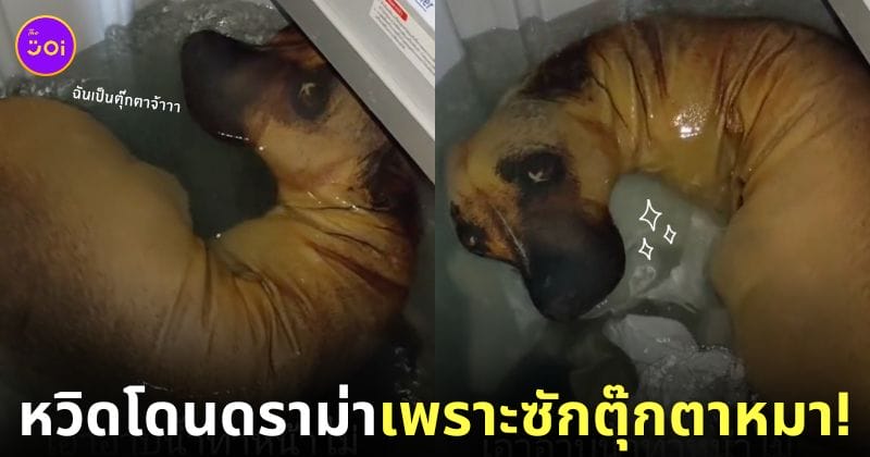 คลิปซักตุ๊กตาหมา TikTok