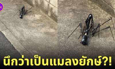 ซากร่มพับคล้ายแมลงยักษ์