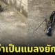 ซากร่มพับคล้ายแมลงยักษ์