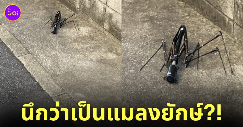 ซากร่มพับคล้ายแมลงยักษ์
