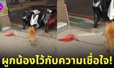 ภาพน้องหมาถูกผูกสายจูงไว้กับที่ตักขยะ