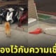 ภาพน้องหมาถูกผูกสายจูงไว้กับที่ตักขยะ