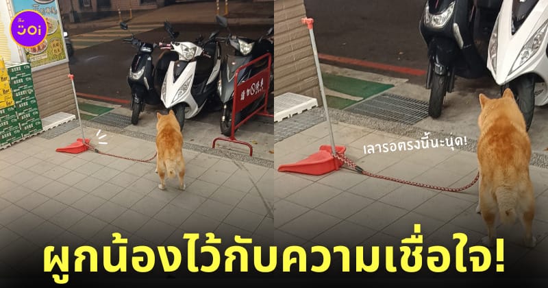 ภาพน้องหมาถูกผูกสายจูงไว้กับที่ตักขยะ