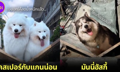 ปก 10 ภาพตัดต่อสัตว์เลี้ยงกับถนนทรุดในกรุงเทพ