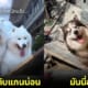 ปก 10 ภาพตัดต่อสัตว์เลี้ยงกับถนนทรุดในกรุงเทพ