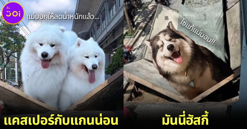 ปก 10 ภาพตัดต่อสัตว์เลี้ยงกับถนนทรุดในกรุงเทพ