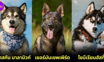 ปก 10 อันดับ youtuber ที่มีผู้ติดตามมากที่สุดในไทย 2023