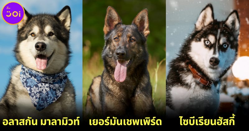 ปก 10 อันดับ youtuber ที่มีผู้ติดตามมากที่สุดในไทย 2023