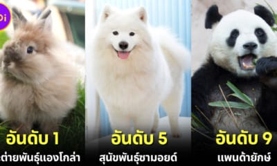 ปก 10 อันดับสัตว์ที่ตัวนิ่มที่สุดในโลกปี 2023