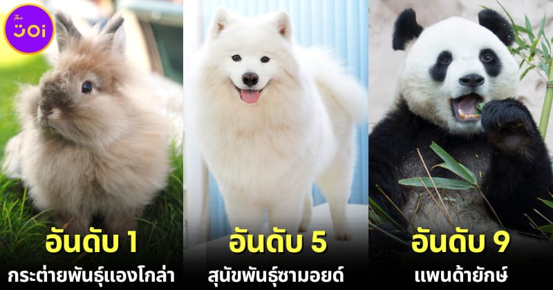 ปก 10 อันดับสัตว์ที่ตัวนิ่มที่สุดในโลกปี 2023