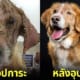 ปก 2 ภาพสุนัขจรจัดก่อนและหลังถูกอุปการะโดย David Fernandez