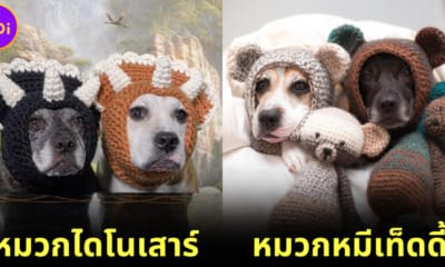 ปก 20 หมวกโครเชต์แฟนซีของ Sookie and Ivy