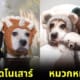 ปก 20 หมวกโครเชต์แฟนซีของ Sookie and Ivy