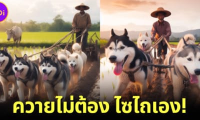 ปก ai สร้างภาพสุนัขไซบีเรียนฮัสกีไถนา