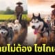 ปก ai สร้างภาพสุนัขไซบีเรียนฮัสกีไถนา