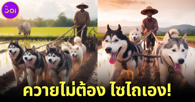 ปก ai สร้างภาพสุนัขไซบีเรียนฮัสกีไถนา