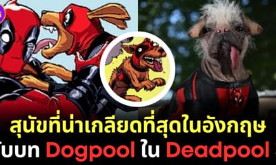 ปก peggy สุนัขที่น่าเกลียดที่สุดในอังกฤษ doogpool