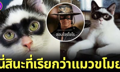 ปก zorro แมวหน้ากากโซโร