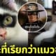 ปก zorro แมวหน้ากากโซโร