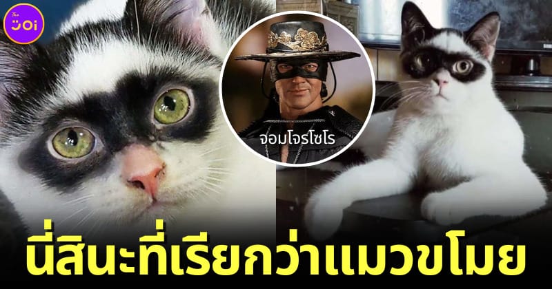 ปก zorro แมวหน้ากากโซโร