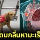 ปก สุนัขสามารถดมกลิ่นหามะเร็งได้
