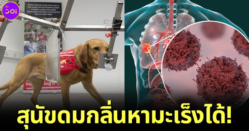 ปก สุนัขสามารถดมกลิ่นหามะเร็งได้