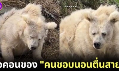 ปก หมีขี้เซากลายเป็นไอคนคนชอบนอนตื่นสาย