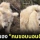 ปก หมีขี้เซากลายเป็นไอคนคนชอบนอนตื่นสาย