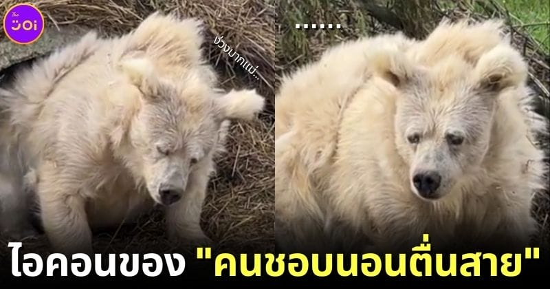 ปก หมีขี้เซากลายเป็นไอคนคนชอบนอนตื่นสาย