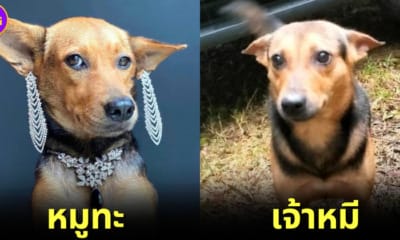 ปก หมูทะ เหมือนเจ้าหมี ช่วยเสี่ยแป้งหนีเข้าป่า