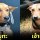 ปก หมูทะ เหมือนเจ้าหมี ช่วยเสี่ยแป้งหนีเข้าป่า