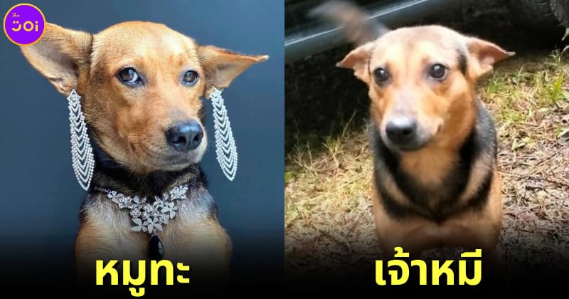 ปก หมูทะ เหมือนเจ้าหมี ช่วยเสี่ยแป้งหนีเข้าป่า