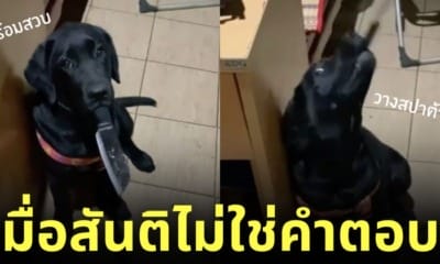 พอใจ หมาคาบสปาต้า มีด