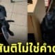 พอใจ หมาคาบสปาต้า มีด