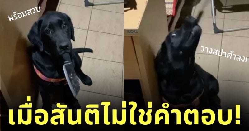 พอใจ หมาคาบสปาต้า มีด