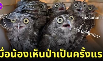 รีแอคชั่น นกฮูกกลับสู่ป่าครั้งแรก