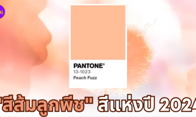 สีส้มลูกพีช peach fuzz สีแห่งปี 2024 pantone