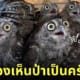 รีแอคชั่น นกฮูกกลับสู่ป่าครั้งแรก