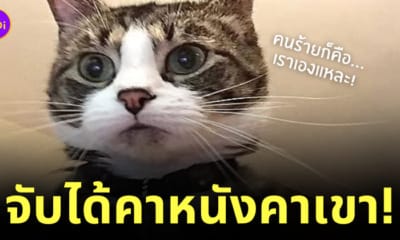 แมวพยายามใส่รหัสเข้าคอมเจ้าของ